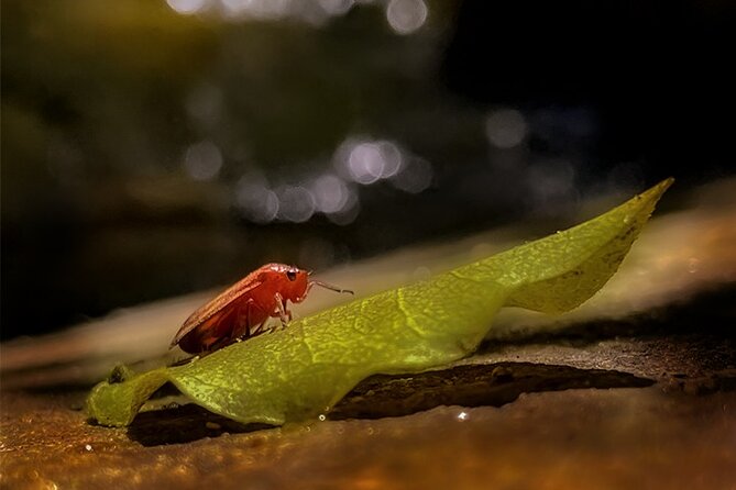 Zipline/Canopy Tour in Puerto Vallarta - Expectations and Requirements