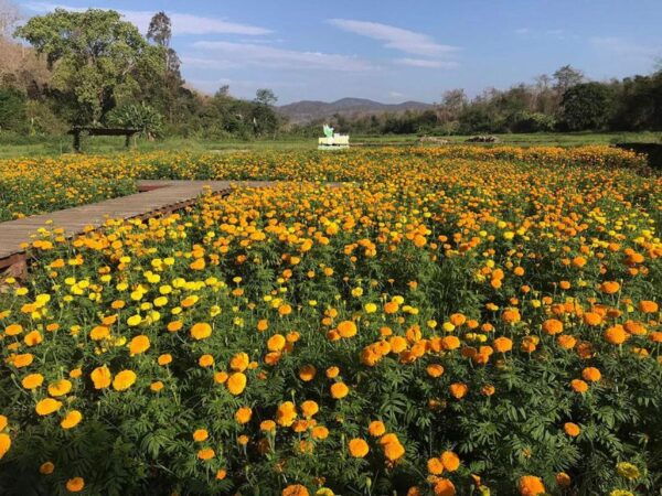 Zipline Experience in Chiang Mai - Participant Requirements