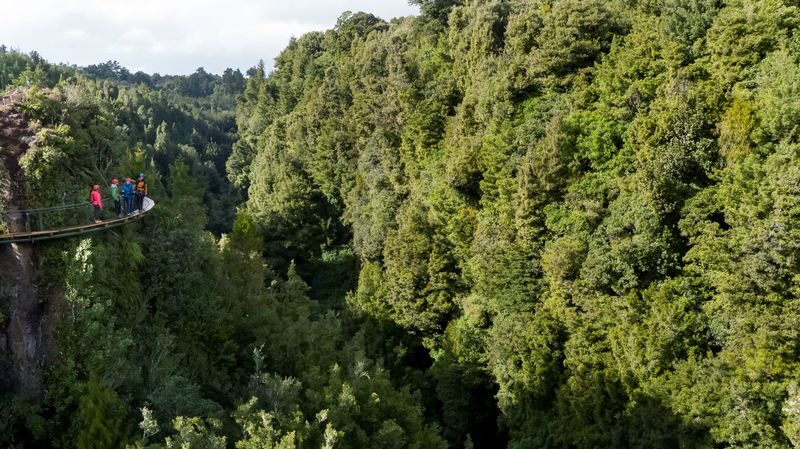 Zipline into an Ancient New Zealand Forest with Rotorua Canopy Tours - Should you book Rotorua Canopy Tours?