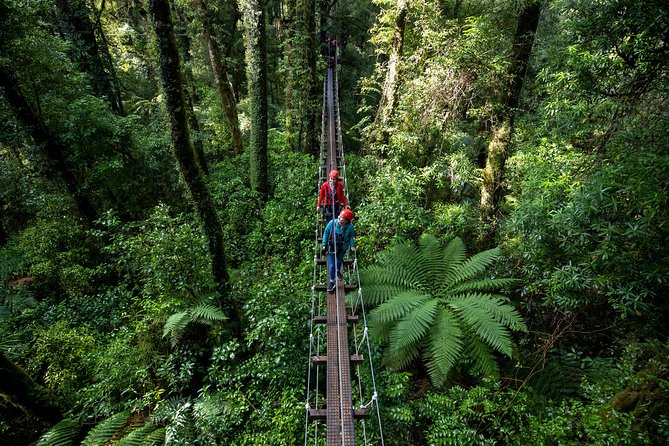 Ziplining Forest Adventure - The Original Canopy Tour Rotorua - Overview and Details