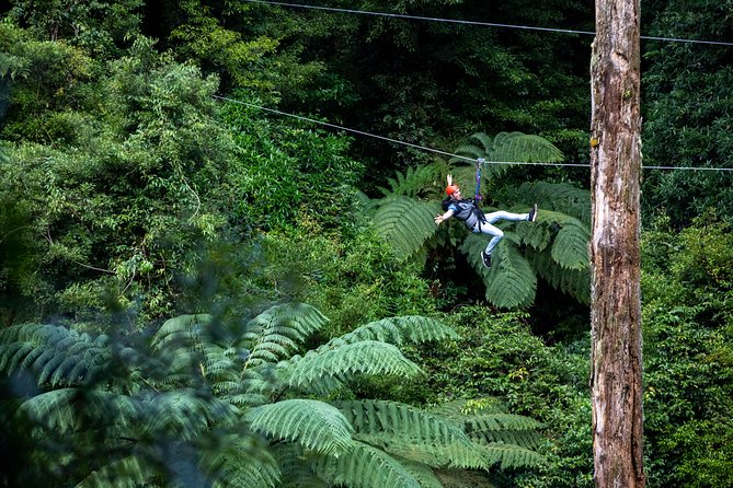 Ziplining Forest Adventure - The Original Canopy Tour Rotorua - Round-Trip Hotel Transport Included