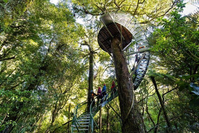 Ziplining Forest Experience - The Ultimate Canopy Tour Rotorua - Traveler Reviews