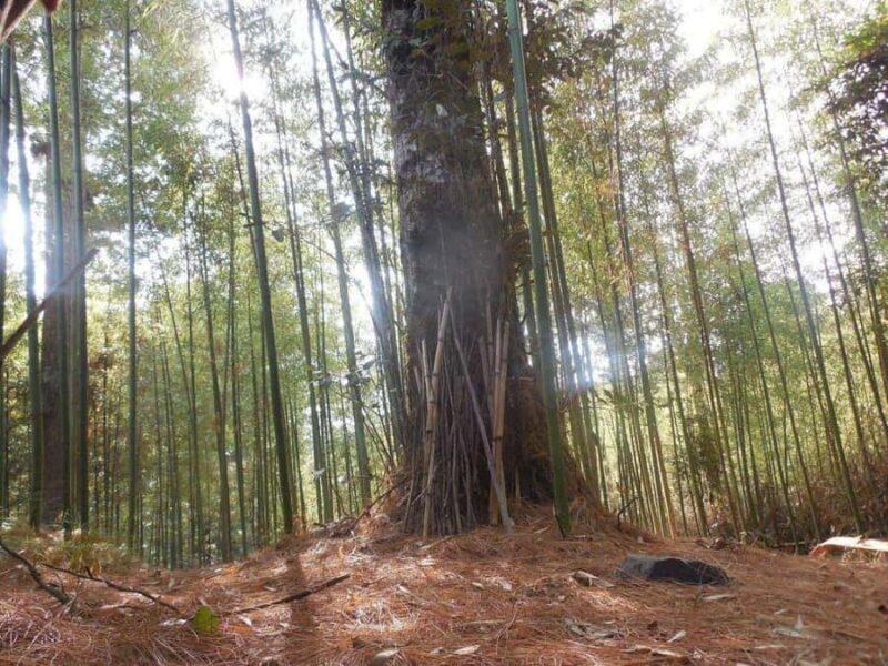 Ziro in a Day: Culture, Craft & Countryside Adventure Tour - Why This Tour Offers Great Value