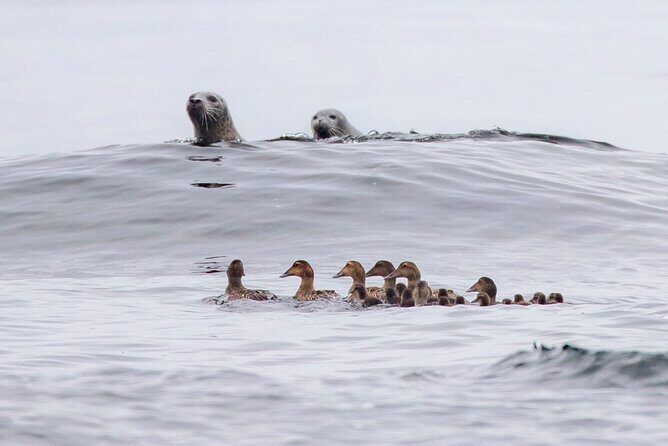 Zodiac Coastal Tour with Naturalist Guide: Lunenburg - Practical Tips for Your Trip