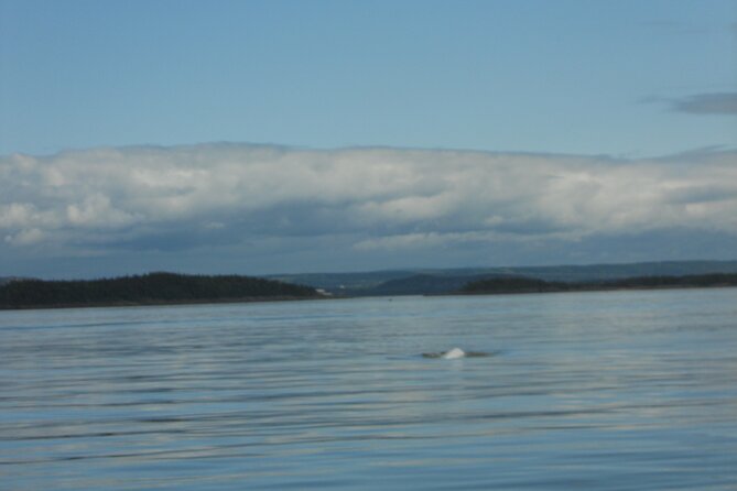 Zodiac Discovery of the Kamouraska Islands - Tour Operator and Booking Details