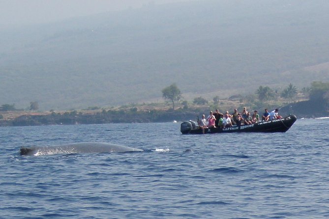 Zodiac Raft Whale Watching Adventure - Overall Satisfaction and Recommendation