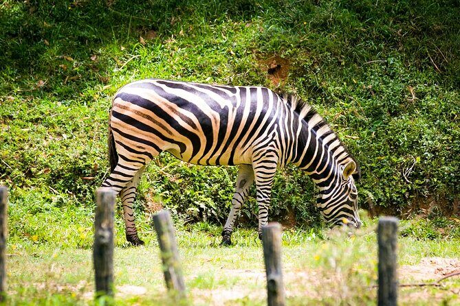 Zoo Negara and Panda Conservation Centre Tickets - Good To Know