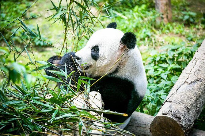Zoo Negara and Panda Conservation Centre Tickets - Practical Details and Tips