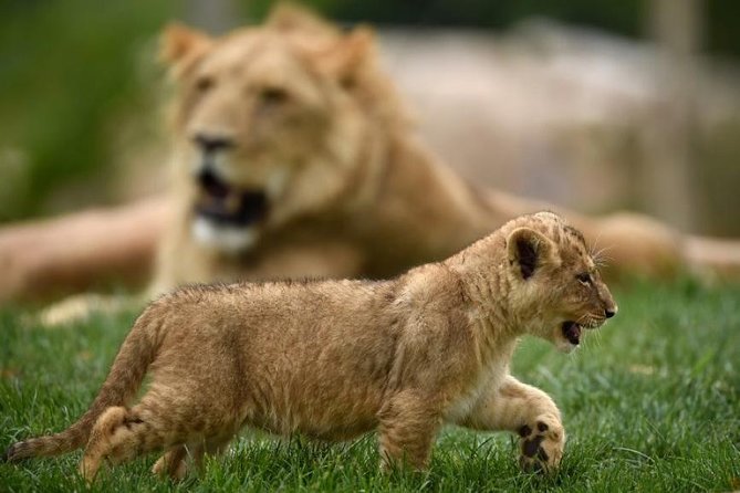 Zoo Of Beauval - Private Trip - Overview and Inclusions