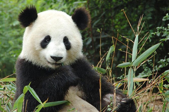 Zoo Of Beauval - Private Trip - Pickup and Cancellation Policy