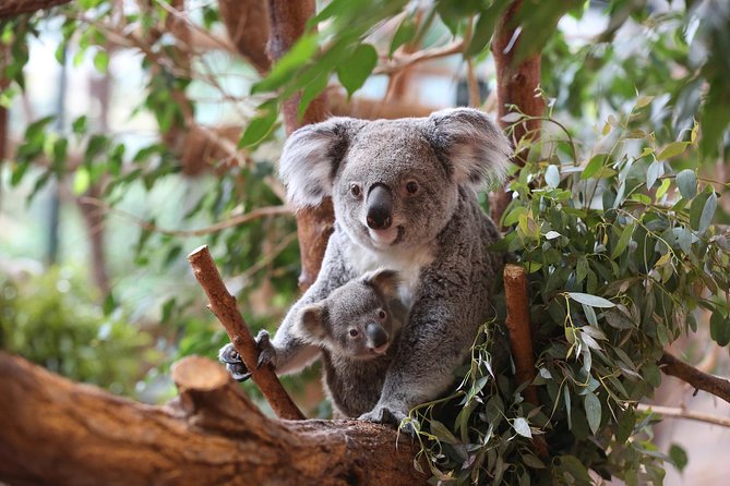 Zoo Of Beauval - Private Trip - Pricing and Terms