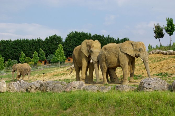 Zoo Of Beauval - Private Trip - Additional Information