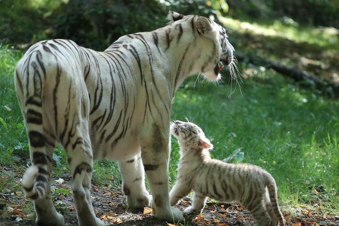 Zoo Of Beauval - Private Trip - Background
