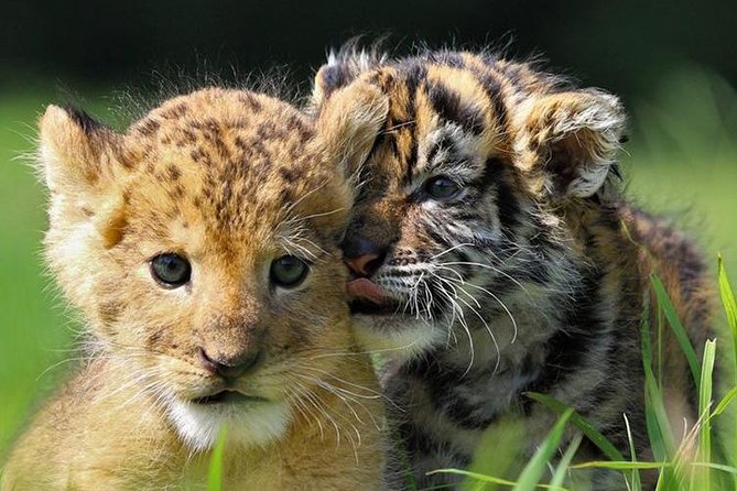 Zoo Of Beauval - Private Trip - Directions