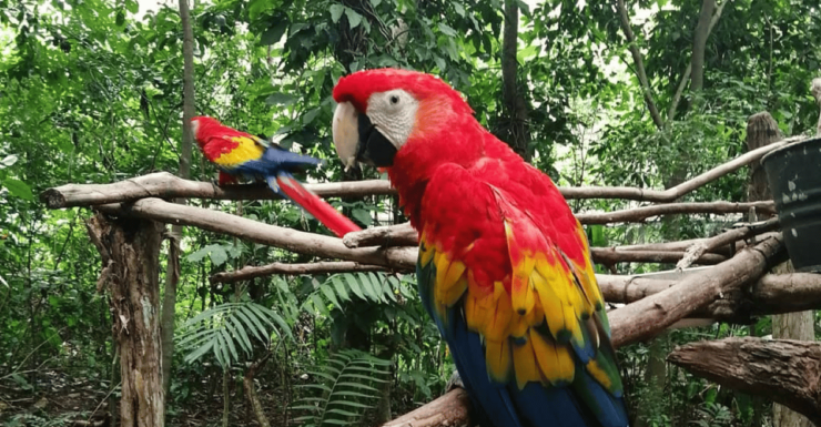Zoological Park - Aluxes Palenque: Wildlife Conservation Tour - Good To Know