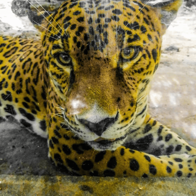 Zoological Park - Aluxes Palenque: Wildlife Conservation Tour - Wildlife Conservation Center