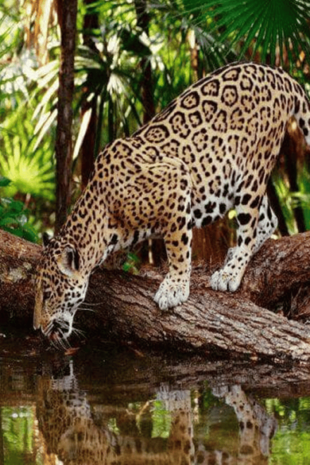 Zoological Park - Aluxes Palenque: Wildlife Conservation Tour - Mayan-Inspired Environment