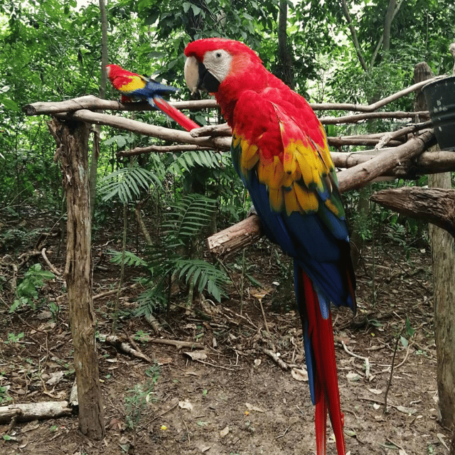 Zoological Park - Aluxes Palenque: Wildlife Conservation Tour - Endemic Species Observation