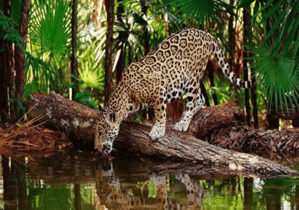 Zoological Park - Aluxes Palenque: Wildlife Conservation Tour - Booking and Pricing