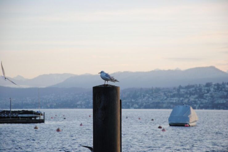 Zurich: 360 City Walk Including Hidden Spots - Booking Details