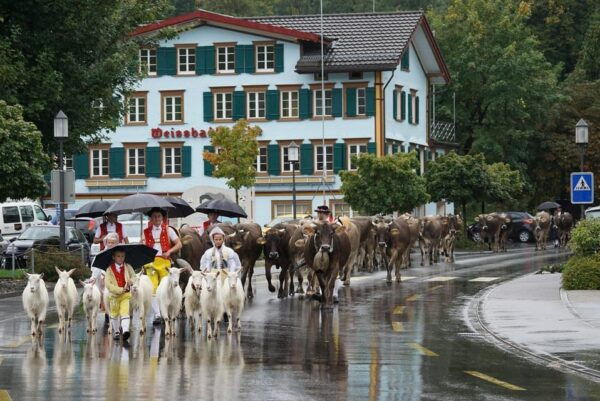 Zürich Car Tour: Appenzell, Ebenalp, St. Gallen - Group and Language Information