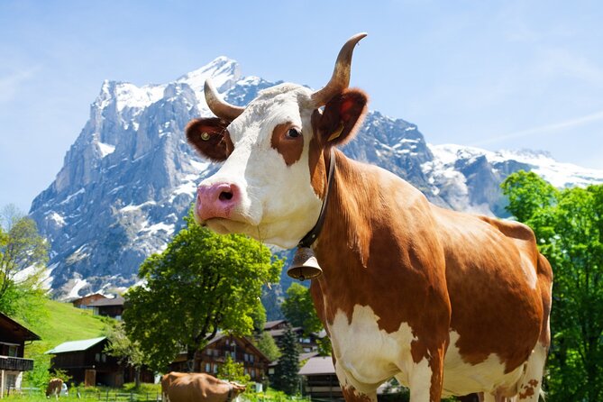 Zurich: Chocolarium and Appenzeller Schaukäserei Tour - Reviews