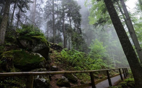 Zürich/Lucerne: Rhine Falls, Titisee & Black Forest Day Trip - Transportation and Logistics