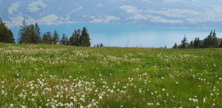 Zurich: Private Panoramic Alpine Tour - Activity Overview