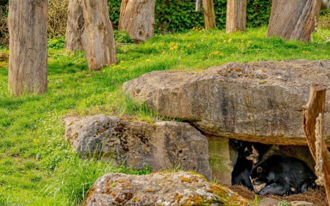 Zurich: Private Visiting and Photoshoot at Zoo Zurich! - Group and Photo Details