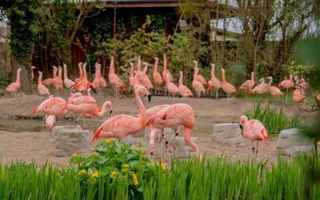 Zurich: Private Visiting and Photoshoot at Zoo Zurich! - Additional Activities