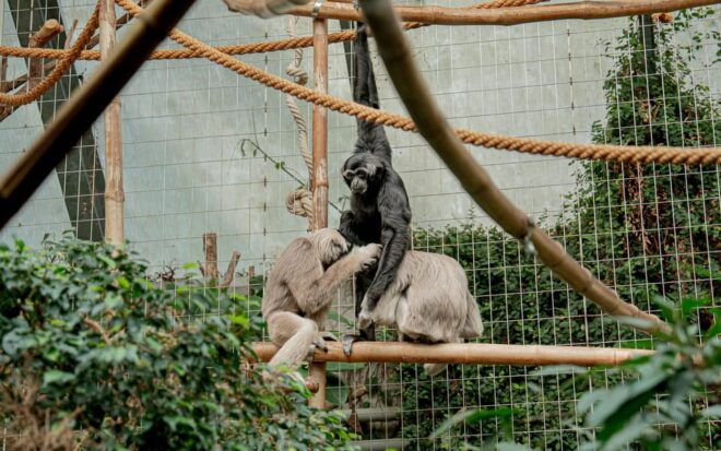 Zurich: Private Visiting and Photoshoot at Zoo Zurich! - Meeting Point and Logistics