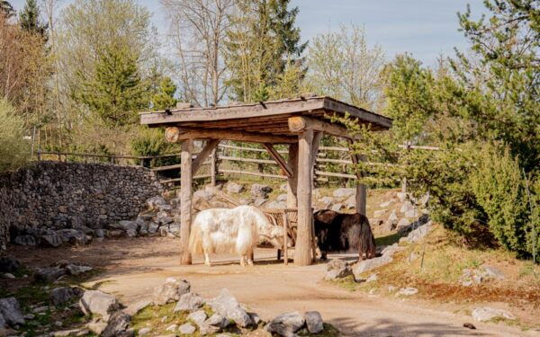 Zurich: Private Visiting and Photoshoot at Zoo Zurich! - Inclusions and Exclusions