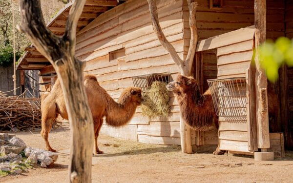 Zurich: Private Visiting and Photoshoot at Zoo Zurich! - Frequently Asked Questions
