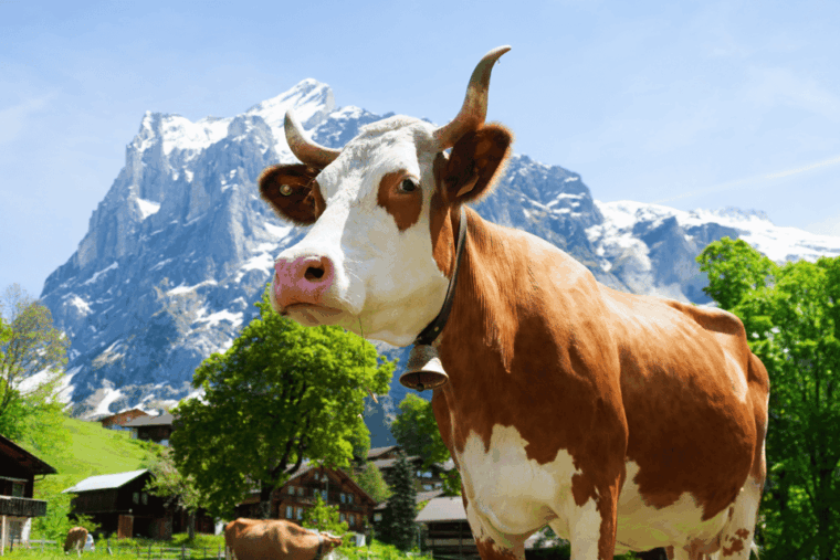 Zurich: Rhine Falls, Chocolate & Cheese Factory Day Trip - Maestranis Chocolarium