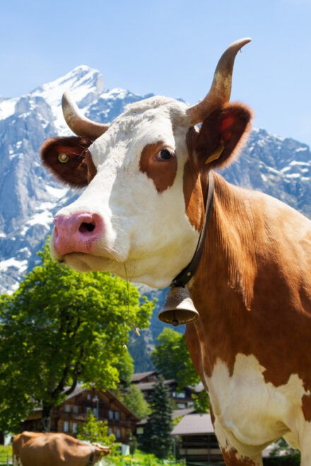 Zurich: Rhine Falls, Chocolate & Cheese Factory Day Trip - Highlights and Experiences